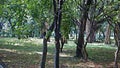 Beautiful greenery area with sunshades & trees at Cubbon Park, Bangalore, India.