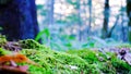 Beautiful greenery natural environment in the forest . focus on green moss with blurred trees