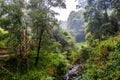 Beautiful greenery over sweetwater creek.