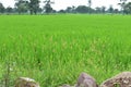 Beautiful greenery paddy field of Chhattisgarh India