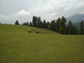 BAISARAN VALLEY IN PHALGHAM KASHMIR