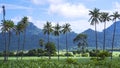 Coconut trees in organic corn field with many green plants and large mountains in blue sky Royalty Free Stock Photo