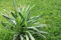 Attractive greenish long leaves plant