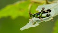 Beautiful greenish Monkey Grasshopper Erianthus versicolor perching on a leaf