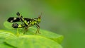 Beautiful greenish Monkey Grasshopper Erianthus versicolor perching on a leaf Royalty Free Stock Photo