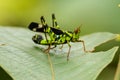 Beautiful greenish Monkey Grasshopper Erianthus versicolor perching on a leaf Royalty Free Stock Photo