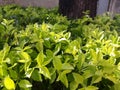 Beautiful greens leafs in the garden Royalty Free Stock Photo