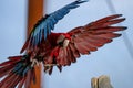 Beautiful Greenwing macaw flying high in the blue sky Royalty Free Stock Photo