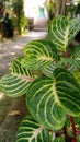 beautiful greeny plant in the garden Royalty Free Stock Photo