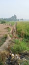 Potrait of a long farm trail on a sunny day in india. Agro industry. Royalty Free Stock Photo