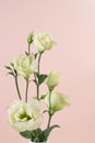 Beautiful greeny white eustoma flowers bouquet on pink background Royalty Free Stock Photo