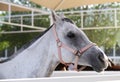 Beautiful grey Arabian horse