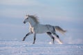 Beautiful grey arabian horse running free across the snowy field. Royalty Free Stock Photo