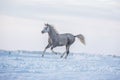 Beautiful grey arabian horse running free across the snowy field. Royalty Free Stock Photo