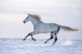 Beautiful grey arabian horse running free across the snowy field. Royalty Free Stock Photo