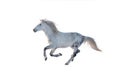 Beautiful grey arabian horse running free. Royalty Free Stock Photo