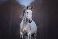 Beautiful Grey Arabian Horse Running Free.