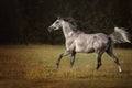 Beautiful grey arabian horse running free on the sunset. Royalty Free Stock Photo