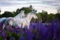 Arabian horses running free on a flower meadow. Royalty Free Stock Photo