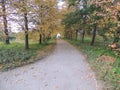 Beautiful autumn road with grass around and some brown fallen leaves