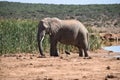 A beautiful grey big elephant in Addo Elephant Park in Colchester, South Africa Royalty Free Stock Photo