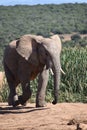 A beautiful grey big elephant in Addo Elephant Park in Colchester, South Africa Royalty Free Stock Photo