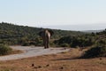 A beautiful portrait of a grey big elephant in Addo Elephant Park in Colchester, South Africa Royalty Free Stock Photo