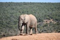 A beautiful grey big elephant in Addo Elephant Park in Colchester, South Africa Royalty Free Stock Photo