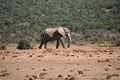 A beautiful grey big elephant in Addo Elephant Park in Colchester, South Africa Royalty Free Stock Photo