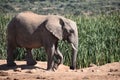 A beautiful grey big elephant in Addo Elephant Park in Colchester, South Africa Royalty Free Stock Photo