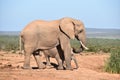 A beautiful grey big elephant in Addo Elephant Park in Colchester, South Africa Royalty Free Stock Photo