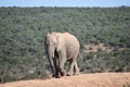 A beautiful grey big elephant in Addo Elephant Park in Colchester, South Africa Royalty Free Stock Photo