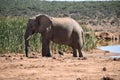 A beautiful grey big elephant in Addo Elephant Park in Colchester, South Africa Royalty Free Stock Photo