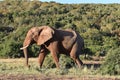 A beautiful grey big elephant in Addo Elephant Park in Colchester, South Africa Royalty Free Stock Photo