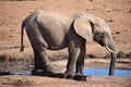 A beautiful grey big elephant drinking water at a waterhole in Addo Elephant Park in Colchester, South Africa Royalty Free Stock Photo