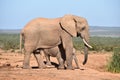 A beautiful grey big elephant with her baby in Addo Elephant Park in Colchester, South Africa Royalty Free Stock Photo