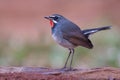 Beautiful grey bird with bright red neck looking up sky alerting to invader while searching for meal in early morning, male