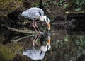 Beautiful grey blue large heron stood on log in lake fishing. Big colourful bird standing with long neck and beak looking down Royalty Free Stock Photo