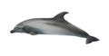 Beautiful grey bottlenose dolphin on white background Royalty Free Stock Photo