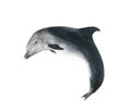 Beautiful grey bottlenose dolphin on white background Royalty Free Stock Photo