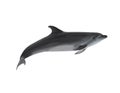 Beautiful grey bottlenose dolphin on white background Royalty Free Stock Photo