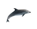 Beautiful grey bottlenose dolphin on white background Royalty Free Stock Photo