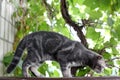 Beautiful grey British Shorthair cat sitting in the grass. Grey cat in summer garden. Royalty Free Stock Photo