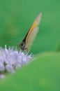 Beautiful grey butterfly on flower in summer