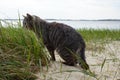 Beautiful grey cat on the beach
