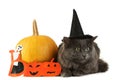 Grey cat in hat with pumpkin Royalty Free Stock Photo