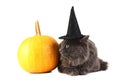 Grey cat in hat with pumpkin Royalty Free Stock Photo