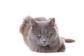 Beautiful grey cat isolated on a white background Royalty Free Stock Photo