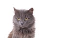 Beautiful grey cat isolated on a white background Royalty Free Stock Photo