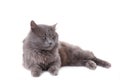 Beautiful grey cat isolated on a white background Royalty Free Stock Photo